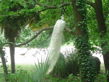 Peacock - sky, bird, peacock, tree, nature