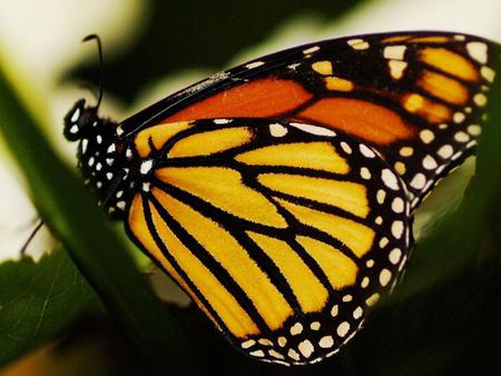 Butterfly - animal, monarch, sky, butterfly