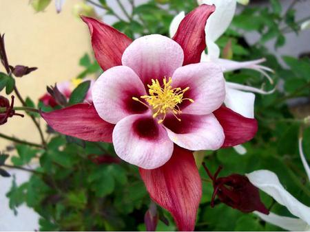 Flower - leaves, nature, flower, pink