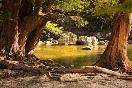 Trees - trees, nature, rocks, water