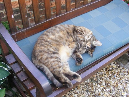 Don't disturb me I'm sleeping! - tabby, paws, cat, seat, comfy, hidden