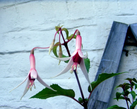 A Fuchsia, - flowers, wall, bricks, wood