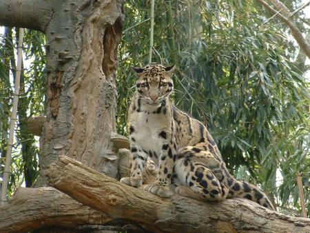 Leopard - cat, animal, trees, bobcat