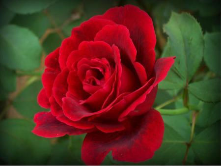 Rose - leaves, nature, rose, flower