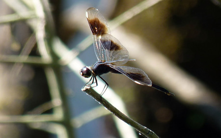 Beautiful dragonfly - insects, dragonflies, pond, bugs, wings, dragonfly