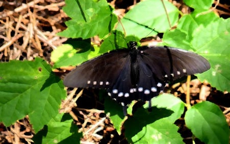 Butterfly - moth, lepidoptera, wings, butterfly, insect