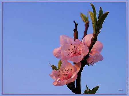 Beauty up close - blue background, close up, pink blossoms, branch