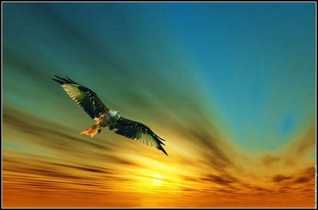 Golden flight - eagle, sky, aqua, golden, flight, sunrise