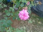 pink rose