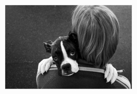 Cute dog - pretty, people, beautiful, eyes, beauty, lovely, paws, sweet, dogs, cute, black and white, animals