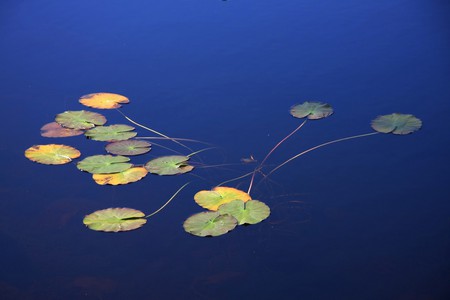 Water Lily's leafs - silence, water, floating, blue, pond, beautiful, lake, water lily