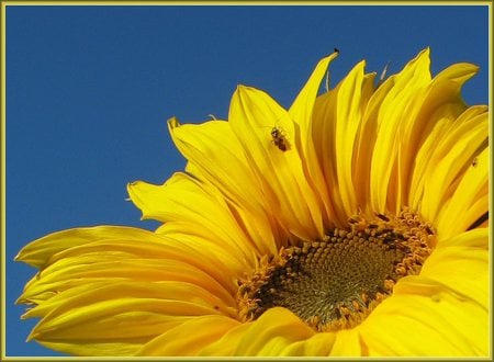 Bugs on a sunflower - sunflower, sky, summer, blue sky, yellow flower, bugs, bee, insects, yellow, flower