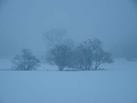 Snow trees - trees, winter, fog, foggy, snow, cool, white, freezing, cold