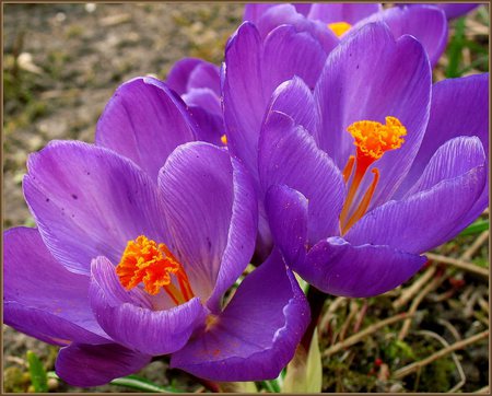 Early Spring - purple flower, awesome, purple, beautiful, spring, flower