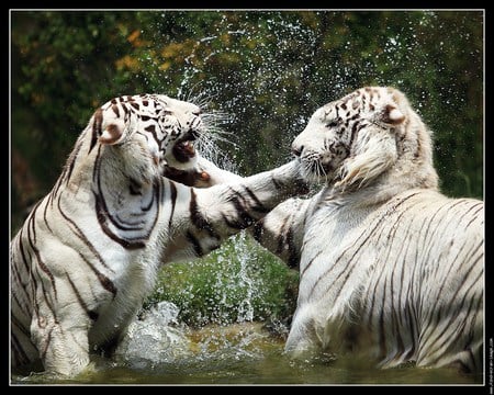 Splash of fury - white, two, fighting, splashing, tigers