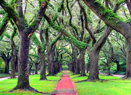 Oak Trees - trees, picture, oak, beautiful