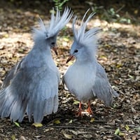 Kagu of Caledonia