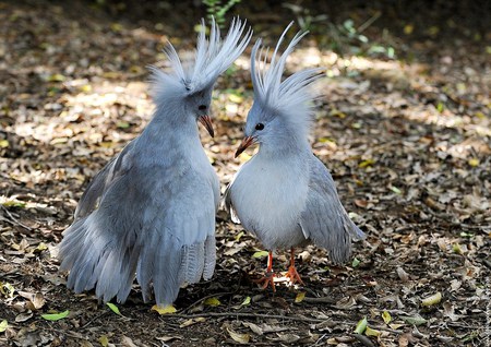 Kagu of Caledonia - pair, caledonia, grey blue plumage, kagu