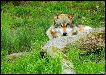 Beauty of the wolf - wolf, white black, brown, wild, log, resting, grass