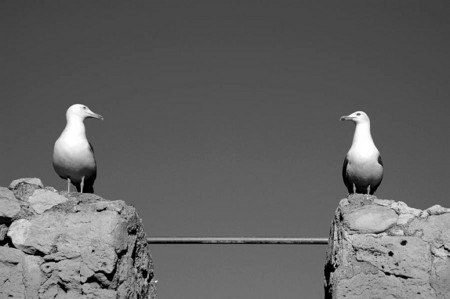 Separated Birds - birds, separated, cool, photography