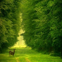 Deer in Green