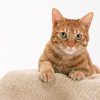 Happy cat