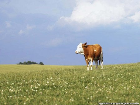 Cow - field, cow, clouds, grass