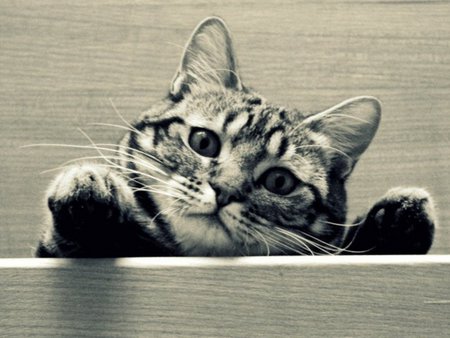 Cute kitten - tabby, cute, cat, kitten