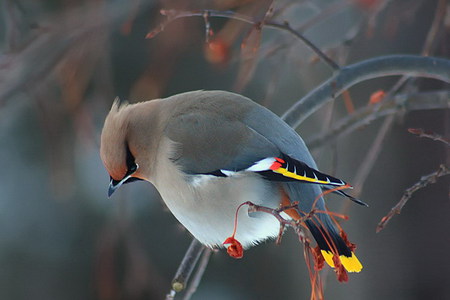 bohemian waxwing - bohemian, cute, bird, waxwing