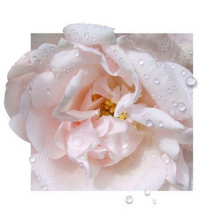 pink rose - art, pink, 3d, rose, dew