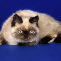 Persian himalayan cat