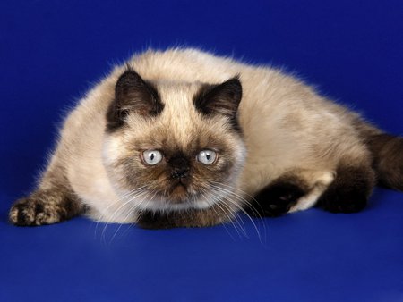 Persian himalayan cat - cat, himalayan, cute, persian, kitten