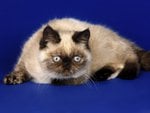 Persian himalayan cat