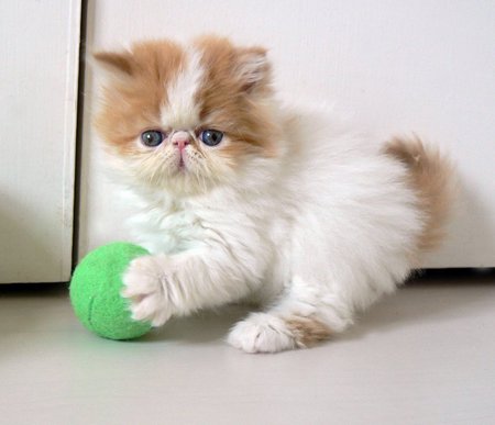 Persian playing - cat, play, persian, kitten