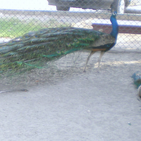 Peacocks