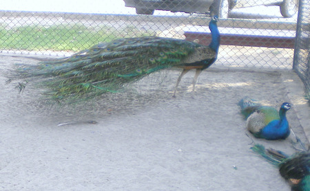 Peacocks - birds, coloured, peacock, animals