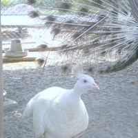 white peahen