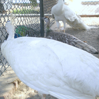 Peahen