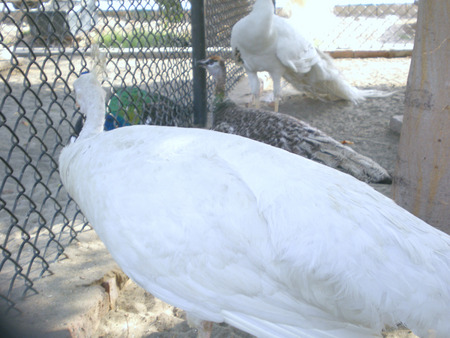 Peahen - birds, peahen, peacock, animals