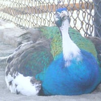 Colourful peacock