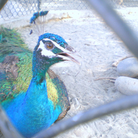 Colourful peacock