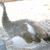 brownish peahen