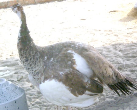 brownish peahen - brownish peahen, peacock, animals, birds