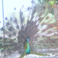 Dancing peacock