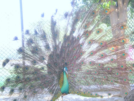 Dancing peacock - peacock, dancing, animals, birds