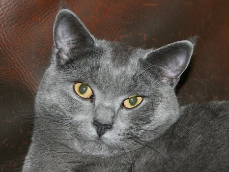 Looking - cat, gray, pet, kitten