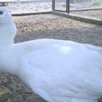 White peahen