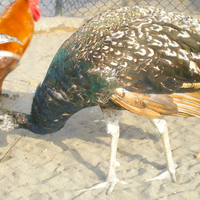 Beautiful peahen