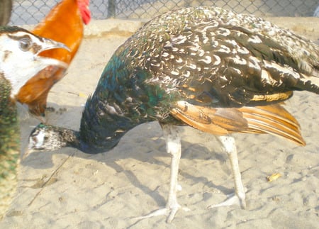 Beautiful peahen - birds, peahen, peacock, animals