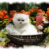 Persian cat among flowers